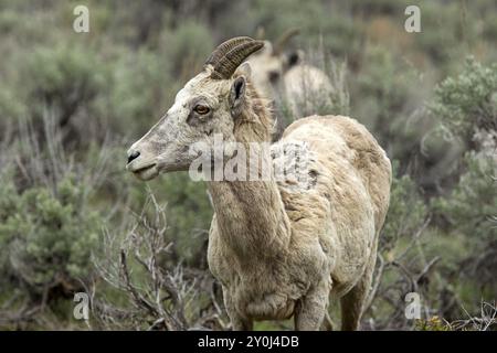 Un ritratto ravvicinato di una giovane pecora delle Montagne Rocciose a Yellowstone Foto Stock