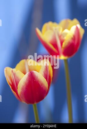 Un primo piano di tulipani rosa e gialli in un giardino Foto Stock