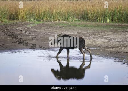 Un alce femmina si trova in un piccolo stagno essiccato presso il Turnbull Wildlife Refuge vicino a Cheney, Washington Foto Stock