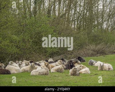 Diverse pecore che riposano su un prato verde su uno sfondo boscoso, Eibergen, Gheldria, Paesi Bassi Foto Stock