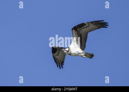 Un falco pescatore si innalza nel cielo azzurro dell'Idaho settentrionale Foto Stock