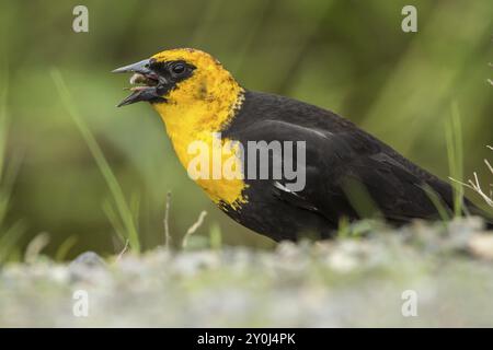 Un uccello nero dalla testa gialla maschile (xanthocephalus) ha un verme o un granturco nel suo becco a Hauser, Idaho Foto Stock