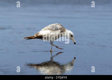 Riflesso di un gabbiano immaturo in cerca di cibo a Orange City Beach a Ocean Shores, Washington Foto Stock