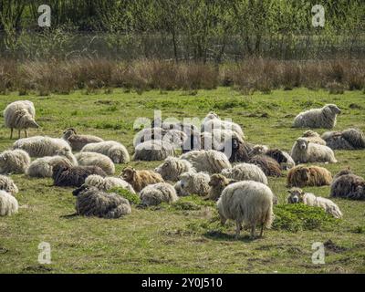 Un gregge di pecore che riposa su un prato verde vicino a un corpo d'acqua, circondato da alberi in primavera, Eibergen, Gheldria, Paesi Bassi Foto Stock