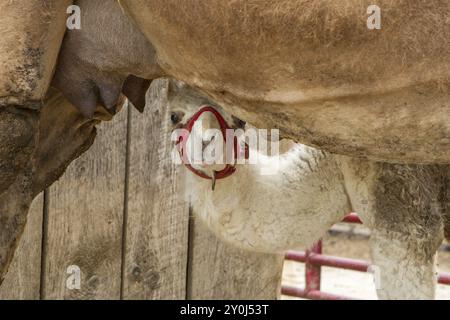 Un carino cammello albino guarda la telecamera da sotto la sua mamma vicino a Monroe, Indiana Foto Stock