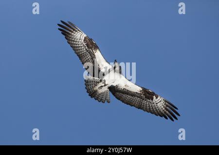 Un falco pescatore si innalza nel cielo azzurro del lago Fernan nell'Idaho settentrionale alla ricerca di cibo Foto Stock