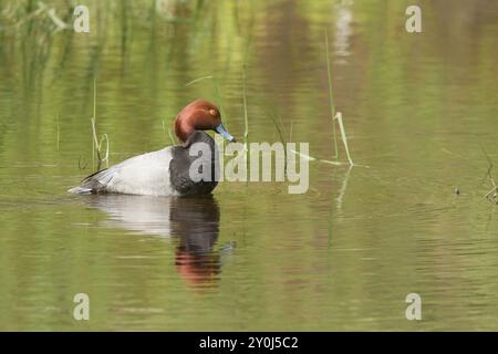 Un maschio redhead duck in un laghetto nei pressi del lago di Hauser, Idaho Foto Stock