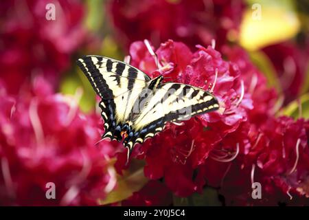 Una farfalla a due code, papilio multicaudata, su rododendri rosa brillante a Seaside, Oregon Foto Stock