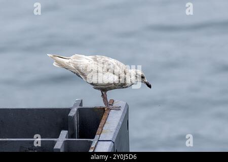 Un gabbiano d'allarme cerca cibo nell'acqua al Friday Harbor di Washington Foto Stock