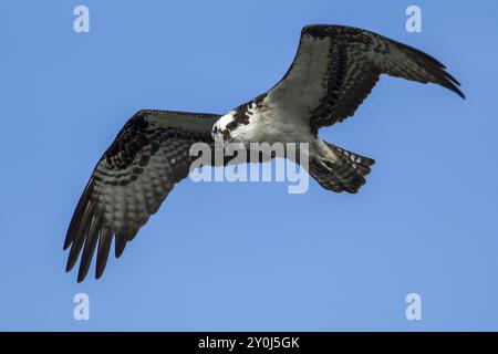 Osprey (pandion haliaetus) svetta nel cielo sopra il lago Fernan nell'Idaho settentrionale Foto Stock