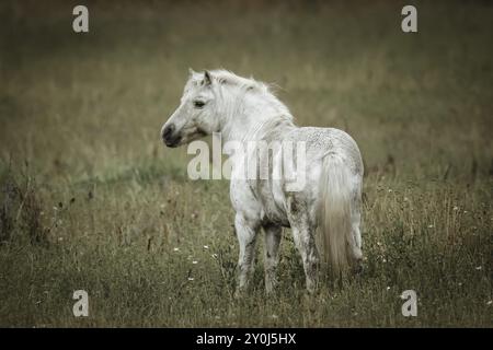 Un piccolo cavallo di colore bianco si trova in un campo vicino a Hauser, Idaho Foto Stock