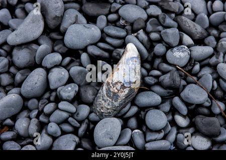 Una conchiglia di cozze si trova su una spiaggia rocciosa vicino a Newport, Oregon Foto Stock