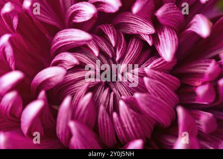 Una foto macro di un bellissimo fiore di Dahlia e dei petali all'interno in una foto in studio Foto Stock