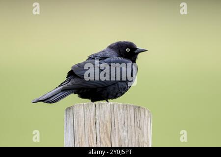 Un uccello nero di un birraio arroccato su un palo di legno vicino a Newman Lake, Washington Foto Stock