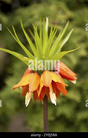 Un primo piano di uno splendido giglio imperiale color arancione al Manito Park di Spokane, Washington Foto Stock