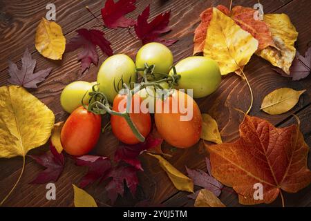 Una foto in studio di pomodori roma maturi e foglie autunnali Foto Stock