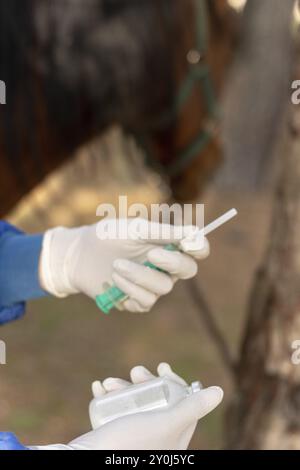 Dettaglio verticale delle mani di un veterinario con guanti bianchi e uniforme con una siringa e una bottiglia per vaccinare il cavallo. cavallo marrone verticale Foto Stock