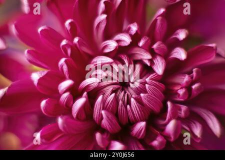 Una foto macro di un bellissimo fiore di Dahlia e dei petali all'interno in una foto in studio Foto Stock