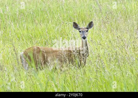 Un cervo dalla coda bianca si trova in erba alta in un campo vicino a Newman Lake, Washington Foto Stock