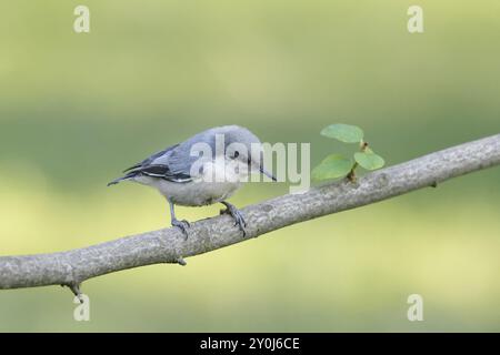 Un bel portello pigmeo è appollaiato su un ramo nell'Idaho settentrionale Foto Stock