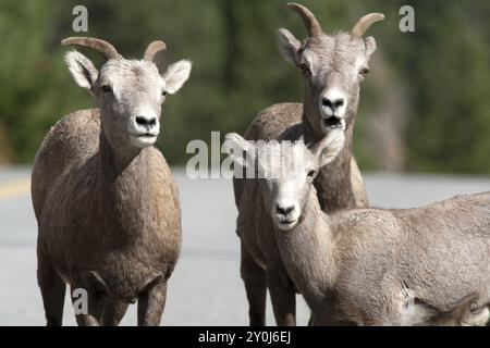 Un primo piano di due pecore di bighorn e un agnello Foto Stock