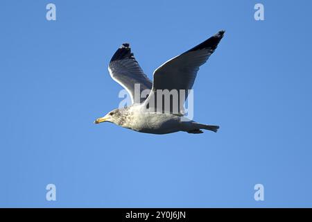 Un gabbiano vola in alto contro il cielo blu sopra il lago Coeur d'Alene, nell'Idaho settentrionale Foto Stock