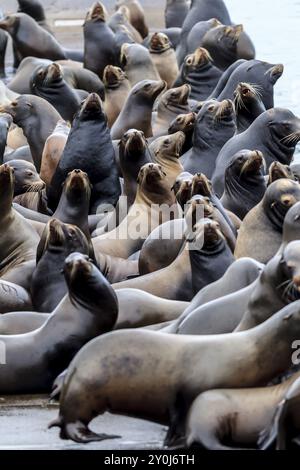 Diversi leoni marini su un molo con la testa trattenuta ad Astoria, Oregon Foto Stock