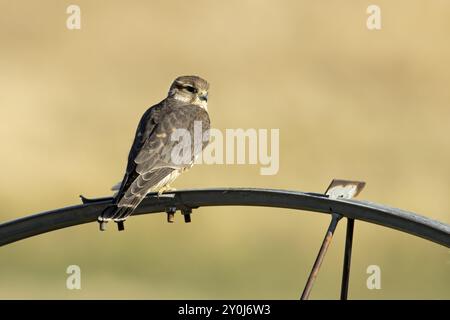 Un piccolo falco merlino arroccato su una ruota di irrigazione nell'Idaho settentrionale Foto Stock