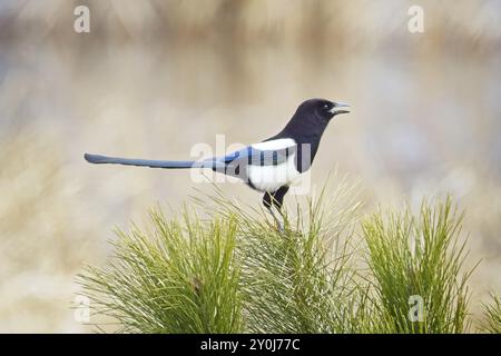 Una graziosa magpie arroccata su un piccolo pino canta in una giornata luminosa vicino a Liberty Lake, Washington Foto Stock