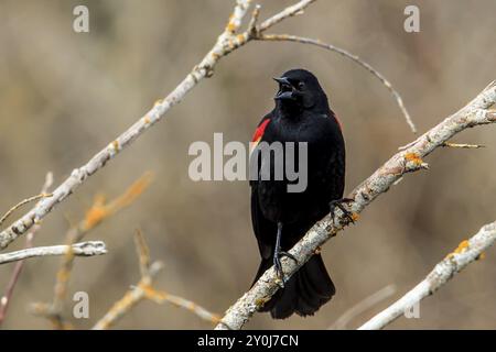 Un uccello nero alato rosso (Agelaius phoeniceus) arroccato su un albero a Hauser, Idaho Foto Stock