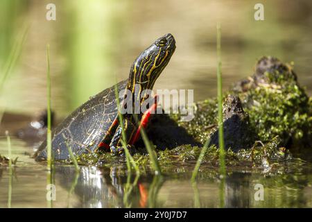 Una tartaruga dipinta in America (chrysemys picta) è in parte su un tronco sul lago Fernan in Idaho Foto Stock