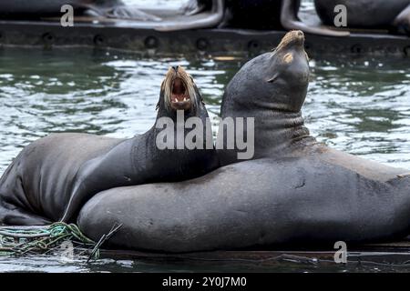 Due leoni marini sul molo sembrano abbaiare ad Astoria, Oregon Foto Stock