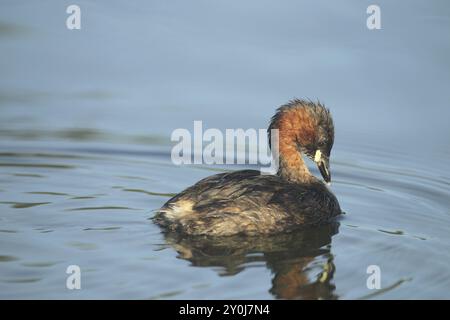 Little grebe (Tachybaptus ruficollis) Plumage care, Allgaeu, Baviera, Germania, Allgaeu, Baviera, Germania, Europa Foto Stock