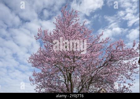 Prugna in fiore (Prunus cerasifera Nigra), Baviera, Germania, Europa Foto Stock