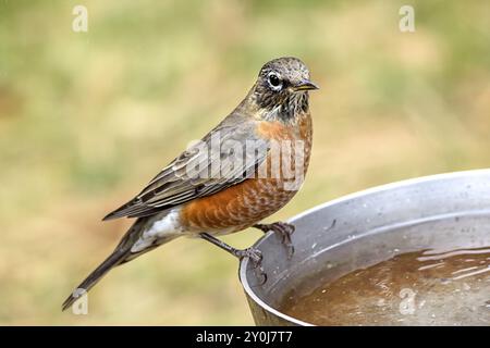 Un robin americano è appollaiato sul lato di un bagno di uccelli Foto Stock