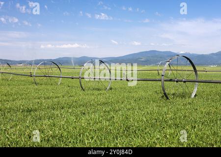 Tubi di irrigazione che spruzzano acqua sulle colture della Rathdrum Prairie in Idaho Foto Stock