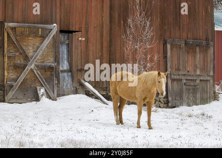 Un cavallo si trova accanto a un fienile rosso in un pascolo innevato vicino a Spokane, Washington Foto Stock