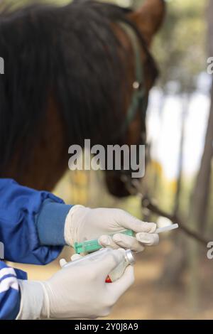 Dettaglio verticale delle mani di un veterinario con guanti bianchi e uniforme con una siringa e una bottiglia per vaccinare il cavallo. cavallo marrone verticale Foto Stock