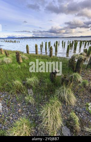 I grumi d'erba conducono l'occhio verso l'acqua di Astoria, Oregon Foto Stock