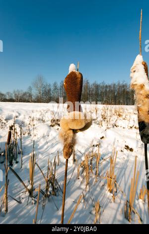 canne che crescono sul lago in inverno, canne secche in inverno vicino a un lago ghiacciato Foto Stock
