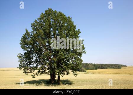 Una quercia solitaria in un campo con cereali, un campo agricolo con una quercia alta con fogliame verde Foto Stock