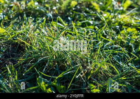 Varietà di grano invernale coperta da gocce di rugiada dopo gelo, grano fresco verde in campo in autunno Foto Stock