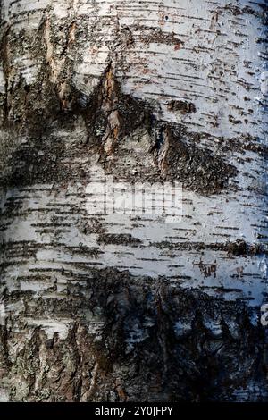 La corteccia bianca e nera di un grande albero di betulla, Finlandia meridionale, agosto 2024 Foto Stock