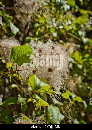 Un file di modifica Clematis comune con sfondo sfocato e le piume bianche di questa pianta al centro Foto Stock