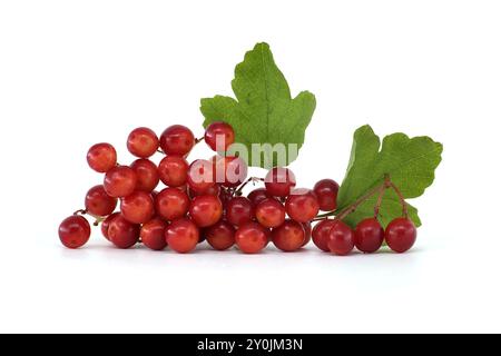 Primo piano di un ramo di rosa che mostra frutti di bosco maturi e foglie verdi isolate su sfondo bianco Foto Stock
