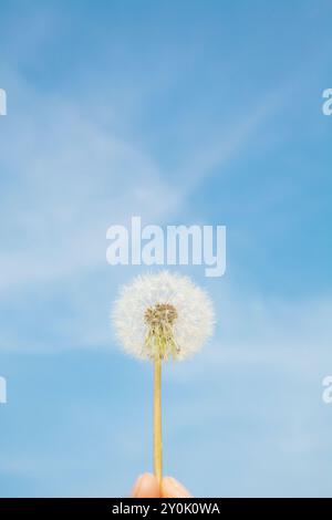 Mano con una lanugine di dente di leone e cielo blu Foto Stock