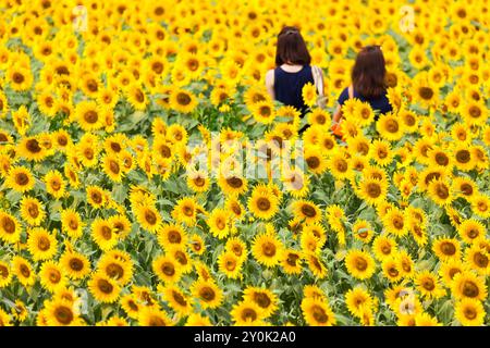 Campo di girasole e turisti Foto Stock