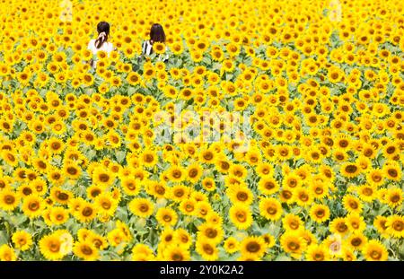 Campo di girasole e turisti Foto Stock