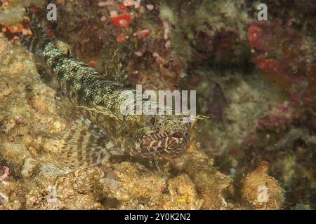 Il pesce lucertola snello riposa sui coralli di Bali Foto Stock