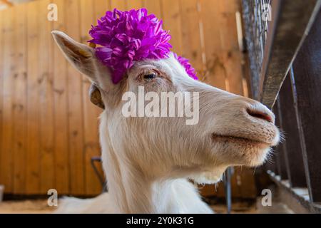 Capra bianca nel fienile. Capre domestiche nella fattoria. Carina una capra di lana d'angora. Una capra in un fienile in un'ecofattoria situata in campagna. una giovane capra Foto Stock